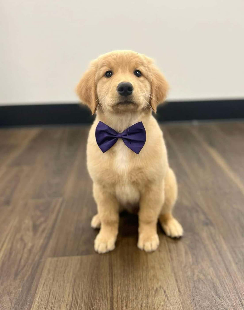 Dapper Sam Services – Sam's Dapper Dog