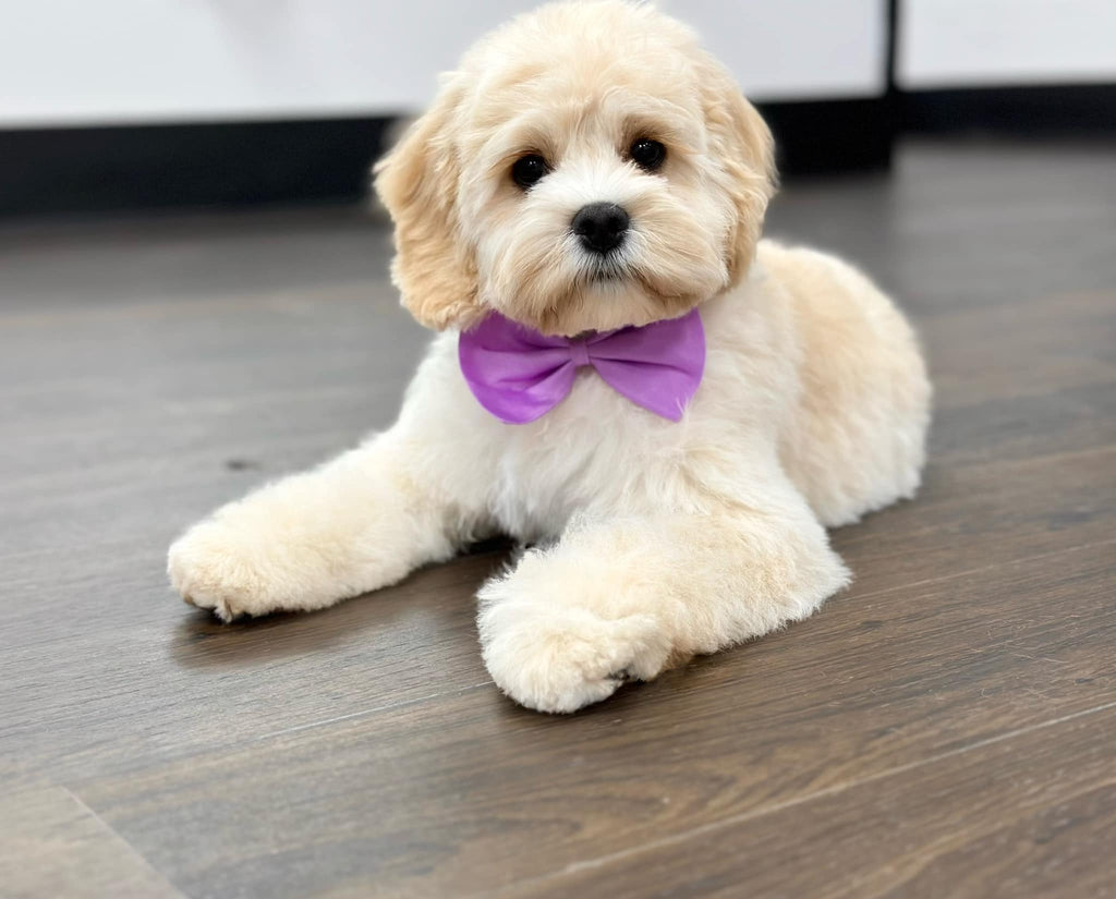 Dapper Sam Gallery – Sam's Dapper Dog